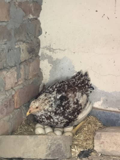 Aseel murga female chicks