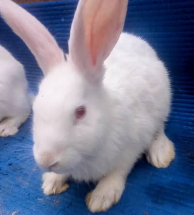 New Zealand White / Rabbits / Bunnies