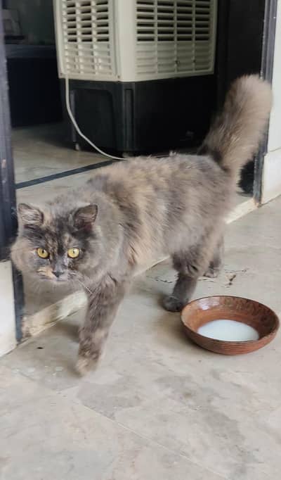 Doll face Persian cat  gray cream colour