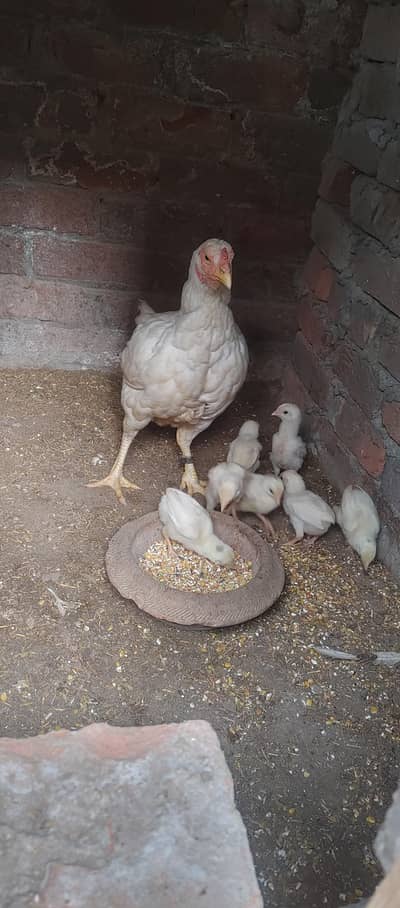 Heera Madi With 4  Chicks