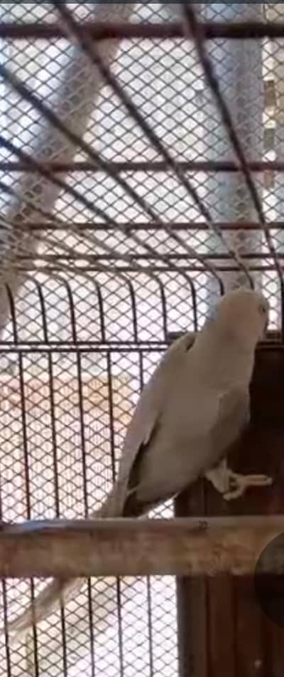 Ringneck Silver female breader