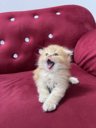 Scottish Fold Cats