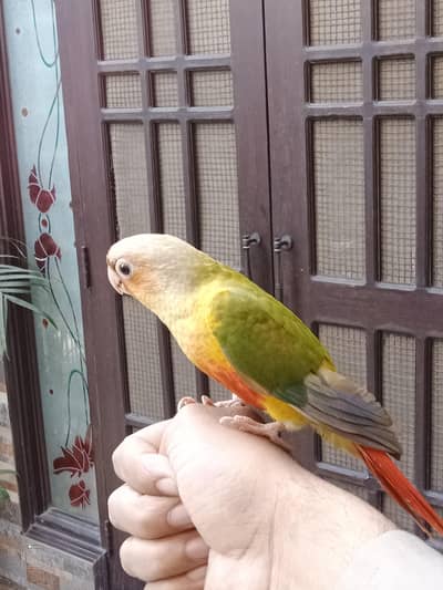 Pineapple Conure Pair Handtame For Sale