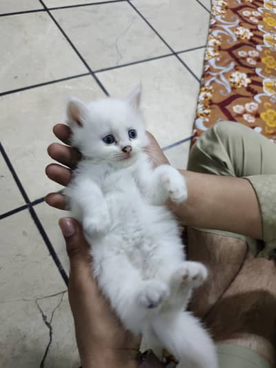 Cute little playful active kittens for sale