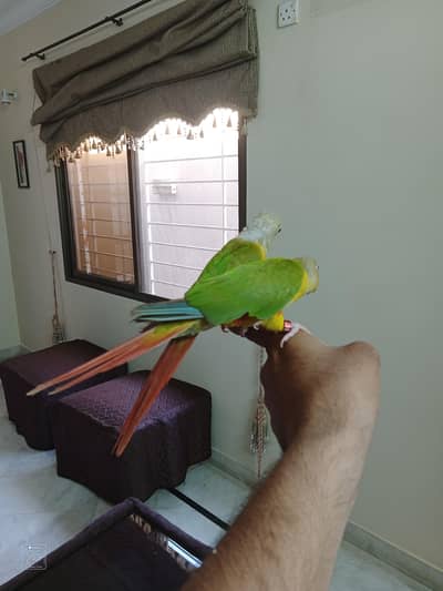 Pineapple Conure Handtame Pair with Cage For Sale