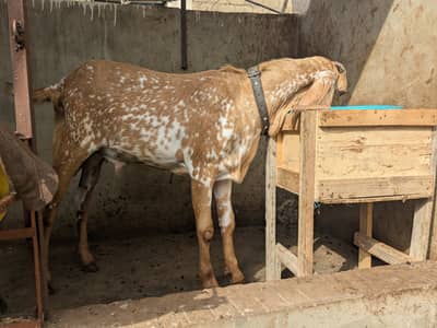Makha Cheena 2 Dant Breeder Bakra