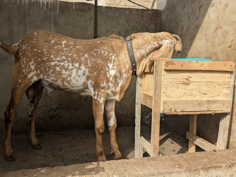 Makha Cheena 2 Dant Breeder Bakra — photo 2
