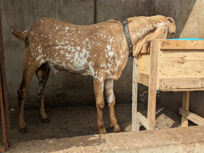 Makha Cheena 2 Dant Breeder Bakra — photo 3