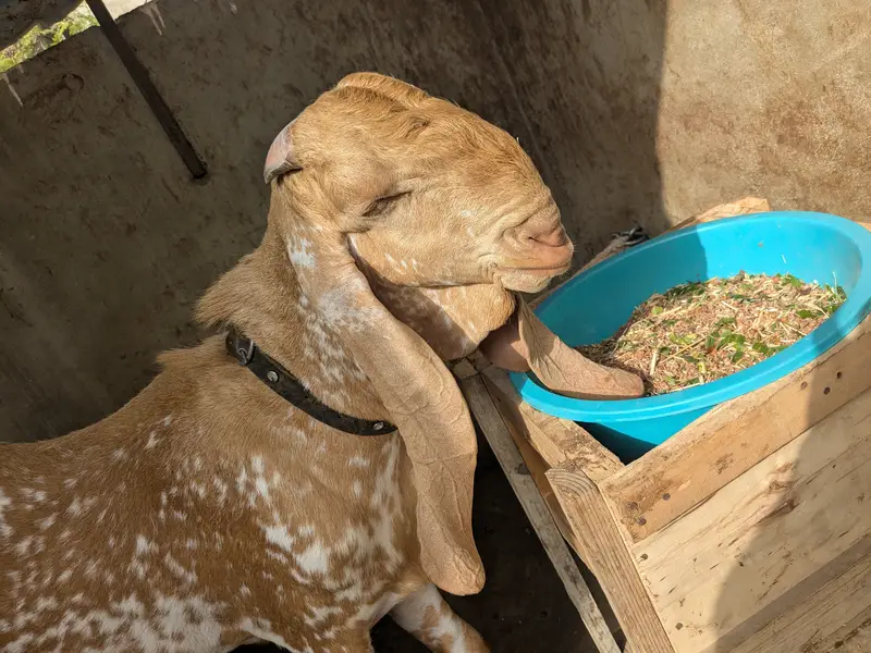 Makha Cheena 2 Dant Breeder Bakra — photo 4
