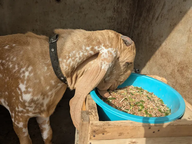 Makha Cheena 2 Dant Breeder Bakra — photo 5