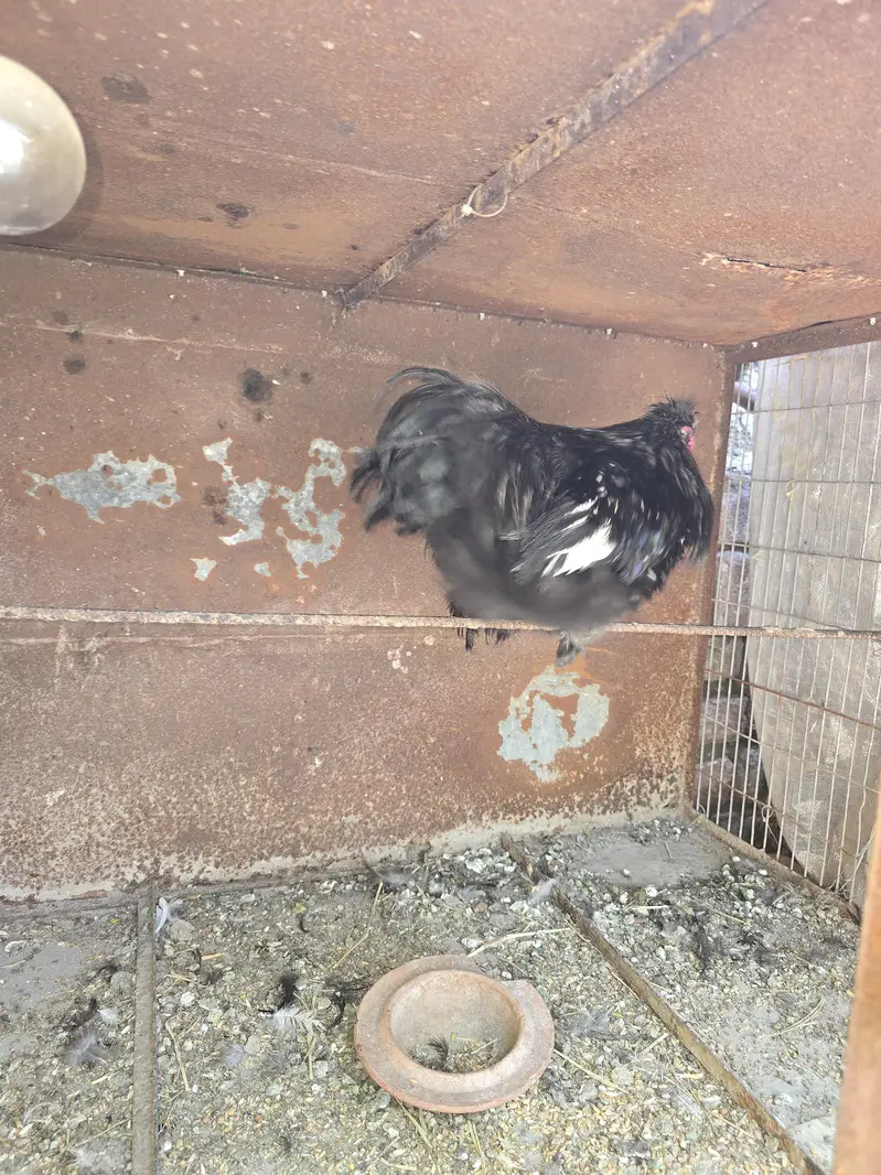 Black Silky Pair