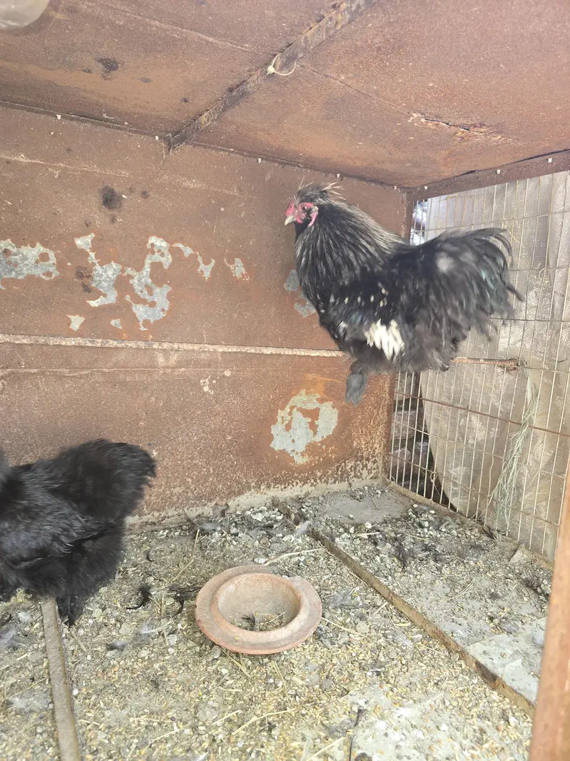Black Silky Pair — photo 2