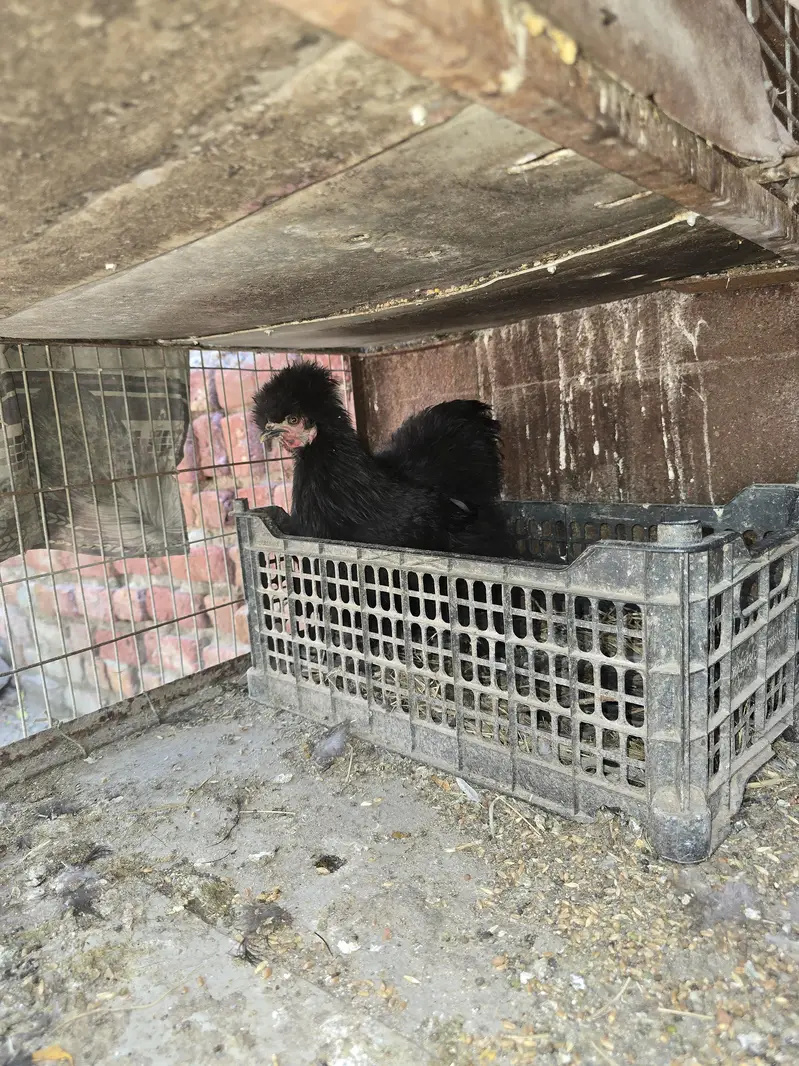 Black Silky Pair — photo 3