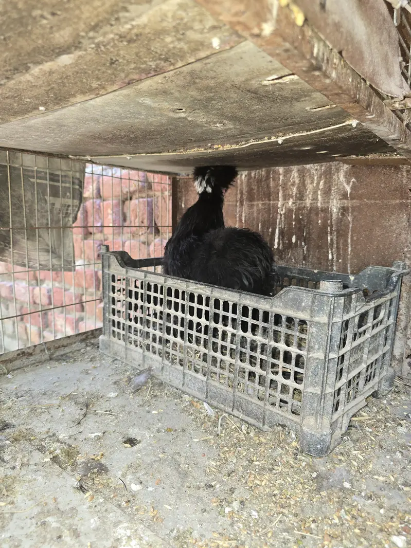 Black Silky Pair — photo 4