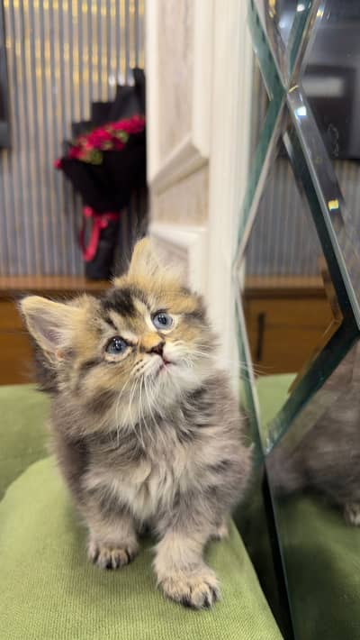 British Shorthair | Imported Russian Bloodline | Kittens |Cat for sale