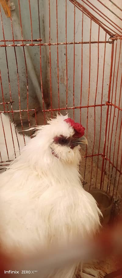 Silkie male Female