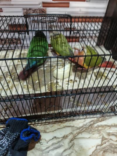 Conures Chicks self and near to self