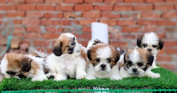 Shihtzu Puppy / Shihtzu Male / Female Puppy/ Shihtzu Available
