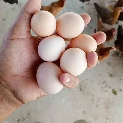 Dasi Eggs Non Fertile