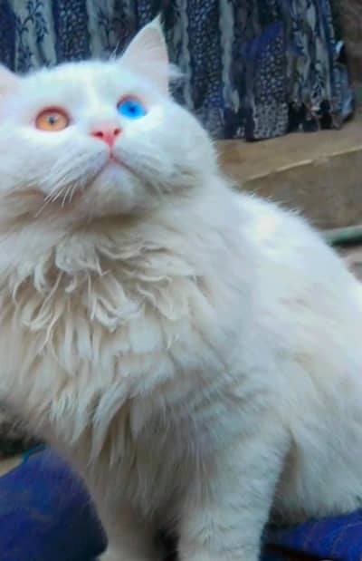 Russian Cat male 100'percent breeder Male