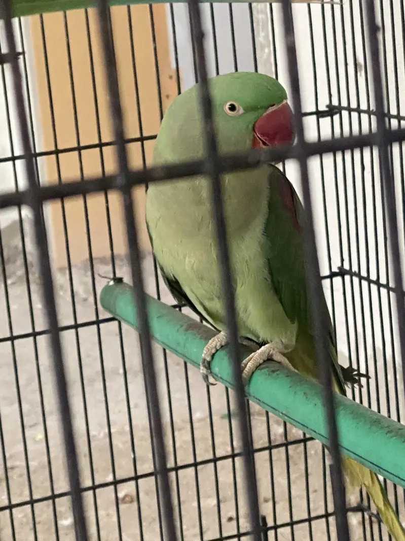 Raw parrot pair — photo 3