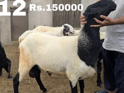 4 Ghar ka pala howa asha wazan wala khubsurat  Bhada.