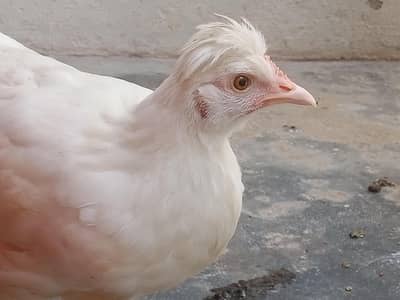 CROSS OF POLISH AND WHITE HEAVY BUFF