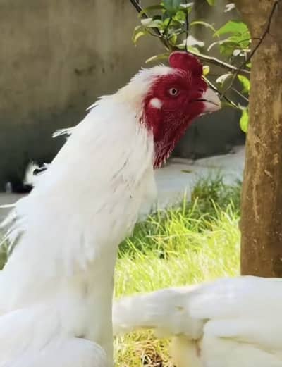Paper white heera aseels