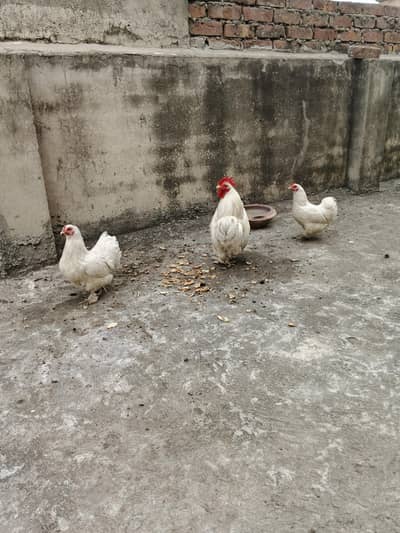 breader pair