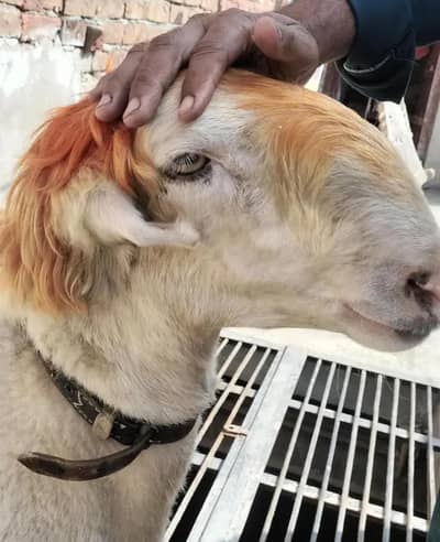 Rajan Puri Mundra Chatra For Sale Qurbani 2026