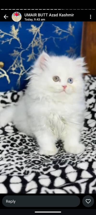 calico kittens|triple Coated|Piki Face kittens /cute|scotish fold/peki