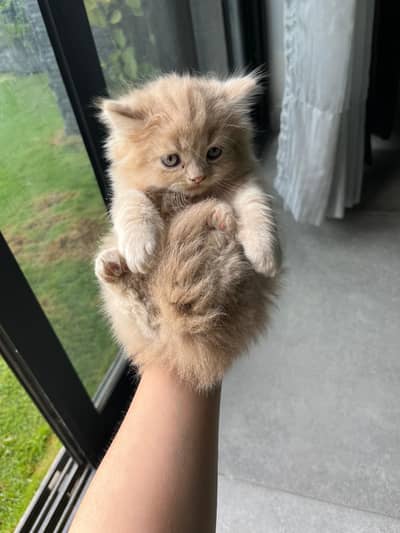 Persian Kitten | Female