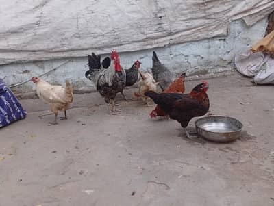 Desi Hen