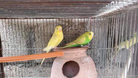 Birds available for sale