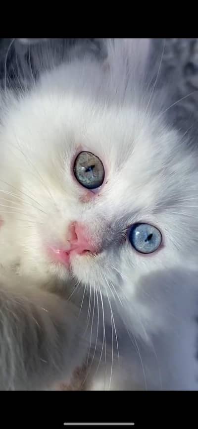 Persian cat pair for sale litter train