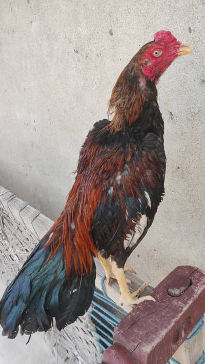 High Quality Lakha Patha