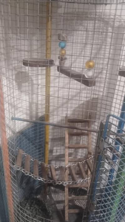 parrot 5