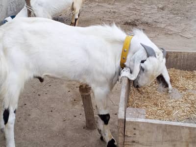 Bakra