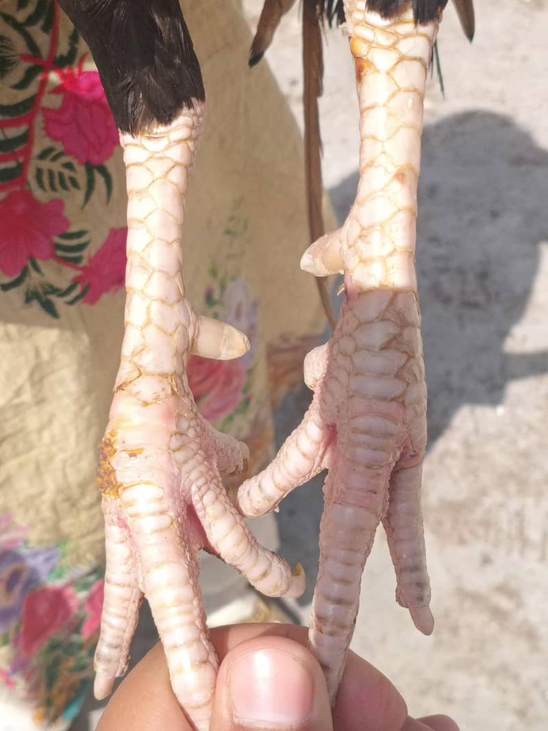 Aseel Pair 1