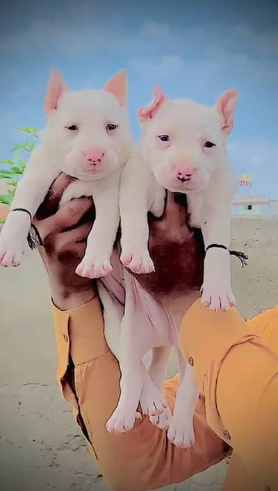 Gultair pair for sale age 2 months