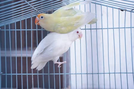 breeder pairs love birds  albino red eyes  parblue pasteleno