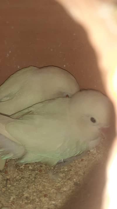 albino red eye