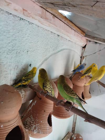 australina budgies