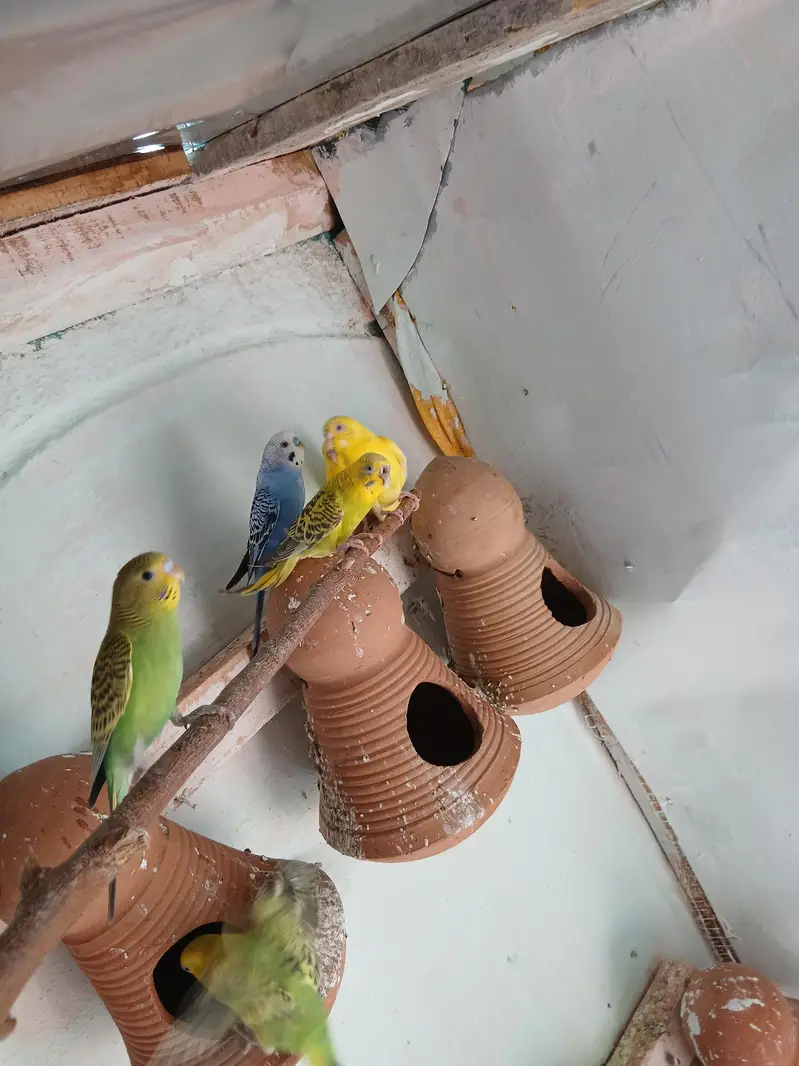 australina budgies — photo 2