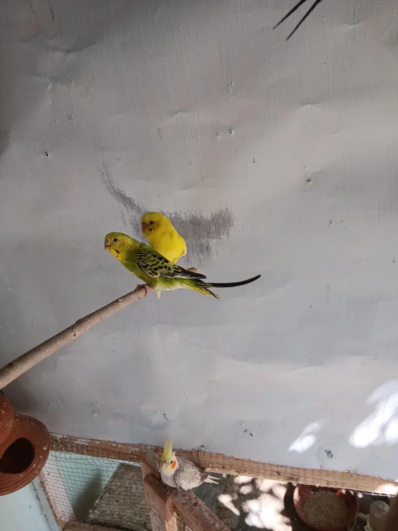 australina budgies — photo 3