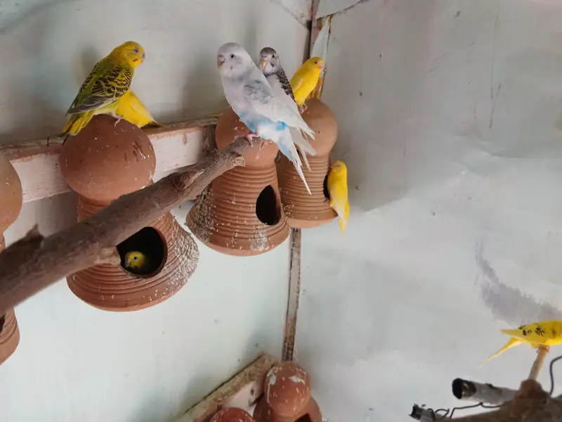 australina budgies — photo 4