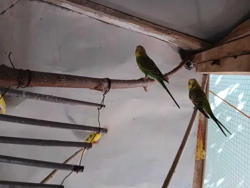 australina budgies — photo 5