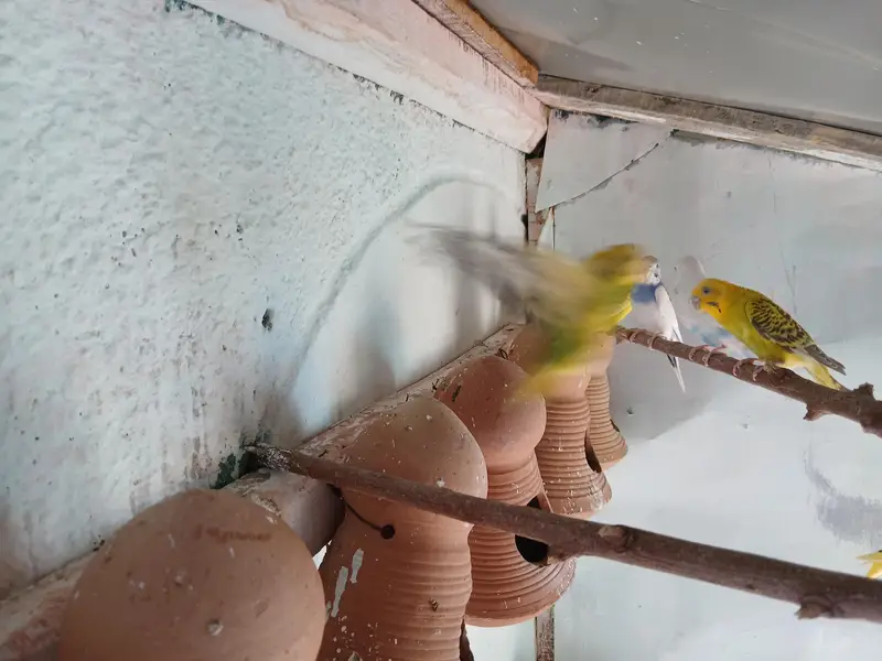 australina budgies — photo 6
