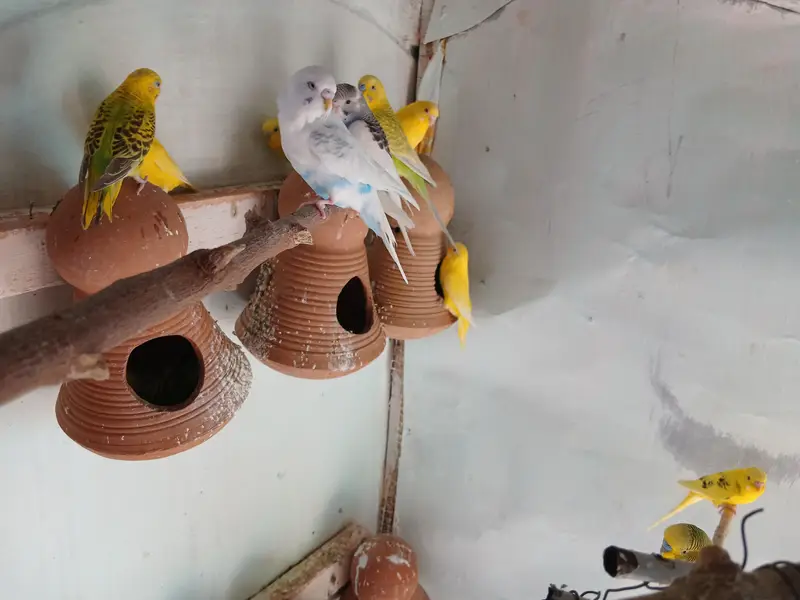 australina budgies — photo 7