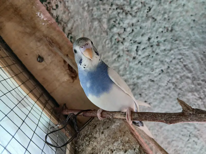 australina budgies — photo 8
